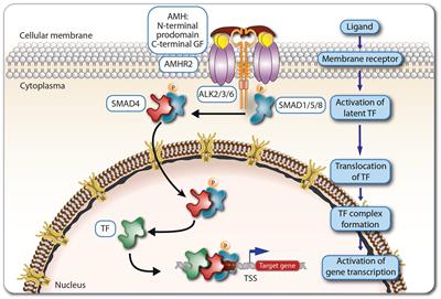 Anti-Müllerian hormone: biology and role in endocrinology and cancers